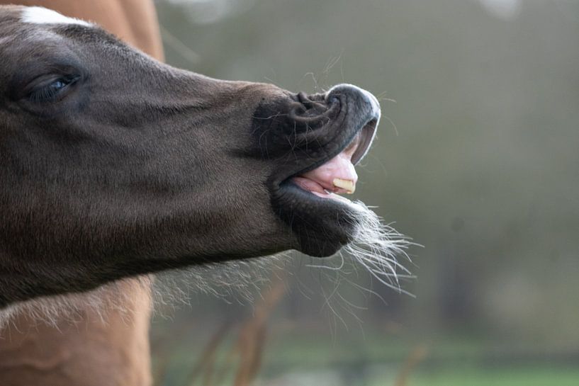 Fohlen von Maaike Krimpenfort