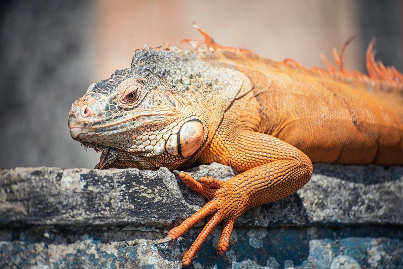 Orange monitor lizard in Balinese temple by Perry Wiertz