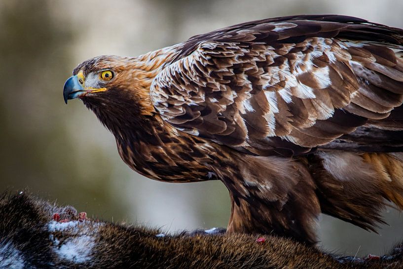 Steinadler-Augen von Wessel Veenbrink
