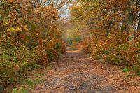 Autumn in Someren-Heide