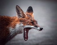 Yawning fox