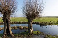 polder landschap met knotwilgen