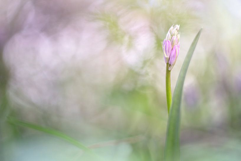 Live in the breath von Bob Daalder