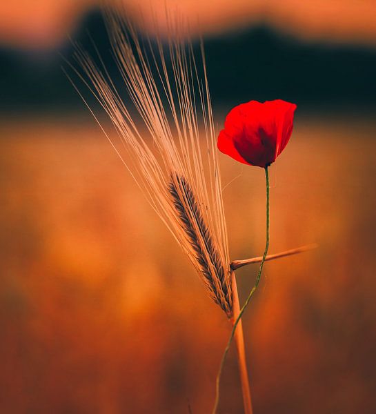 Donne moi un câlin par Konstantinos Lagos