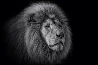 Der König – Portrait eines Löwen