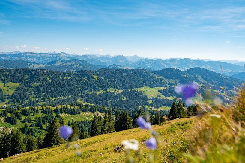 Flowery view from the Hochgrat by Leo Schindzielorz