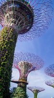 Supertree Grove - Singapore