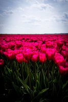 Feld voller Tulpen