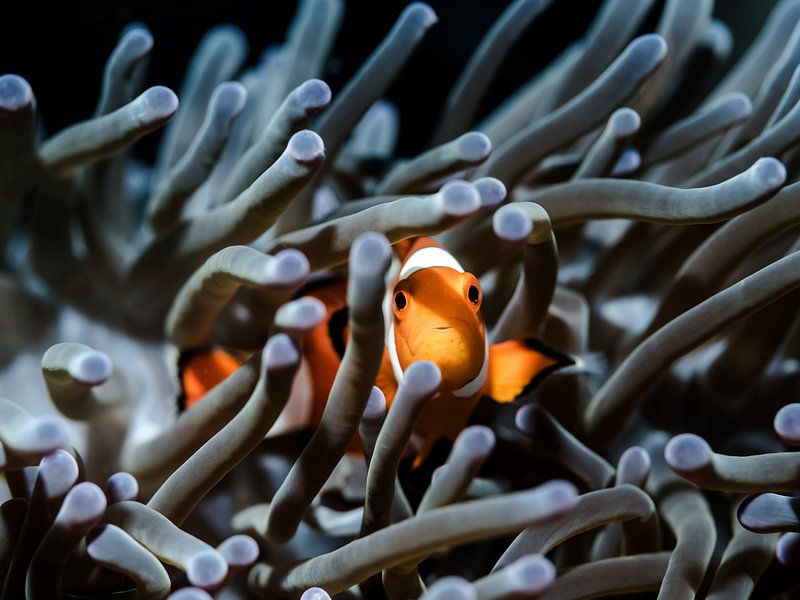 Nemo-Porträt von Enak Cortebeeck