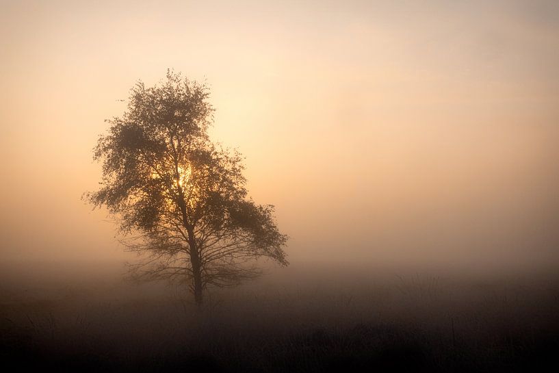 Golden morning 2 by Maarten Kooij