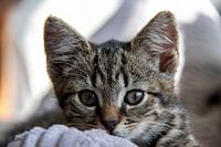 Faules Kätzchen Coco