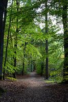 Through a beech forest
