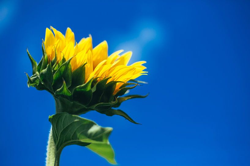 Sunflowers by Caroline Meister