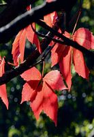 Rotes herbstliches Weinlaub