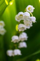 Muguet