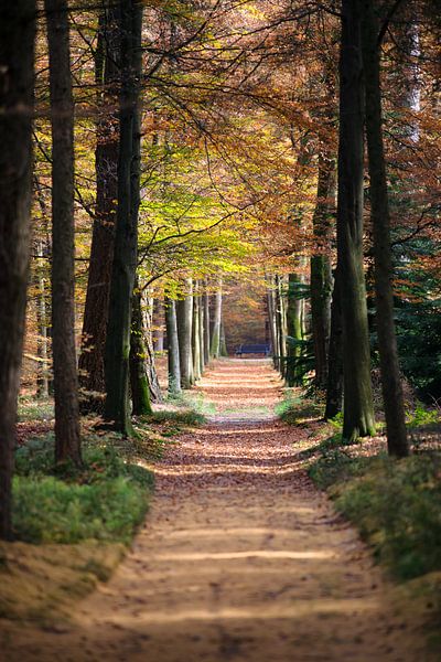 Vue du sentier forestier par Fotografiecor .nl