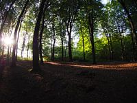 Rising sun in the forest 7