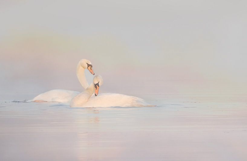 Swans entwined. by natascha verbij