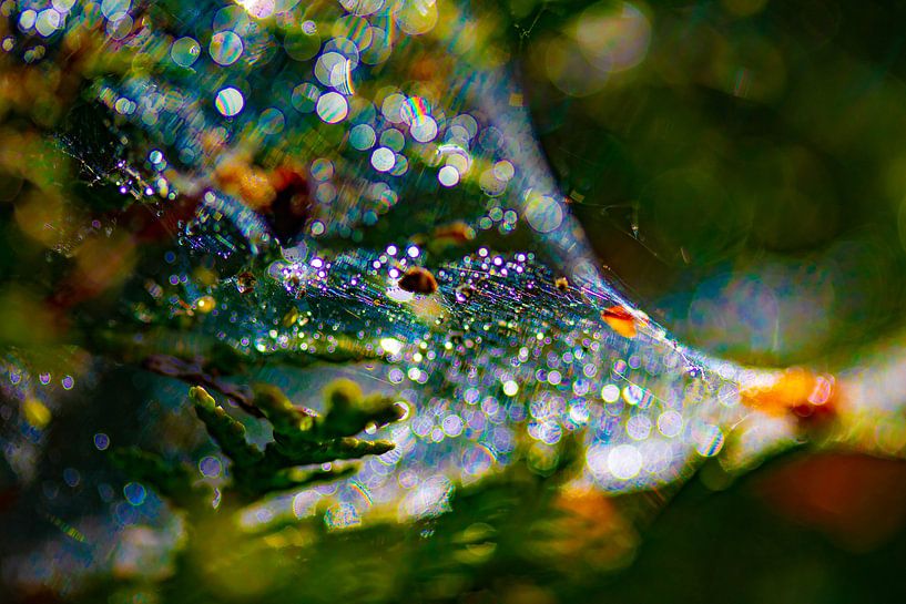 Abstract spinnenweb met druppels en veel kleuren van Anne Ponsen