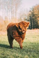 Portrait of a Scottish Highlander Calf