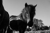 The wild Icelandic horses.