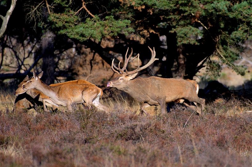 Cerf en rut par Merijn Loch
