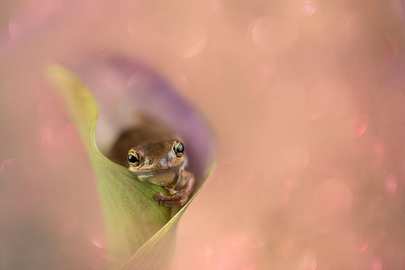 flower love von Lia Hulsbeek Brinkman