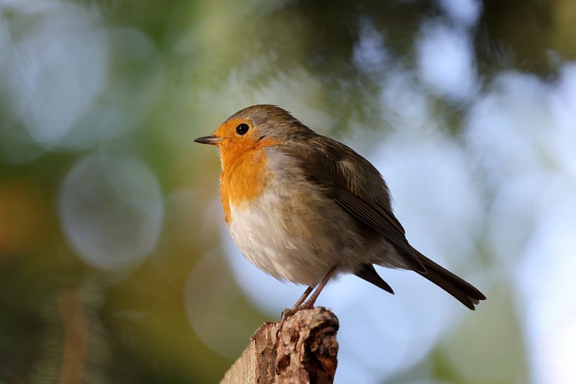 The robin or robin's egg by Edwin Butter