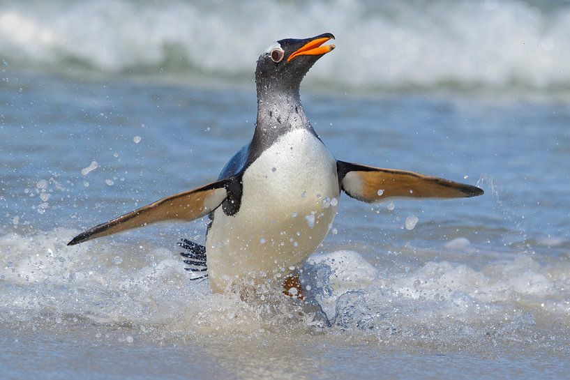 Manchot de Gentoo (Pygoscelis papua), îles Falkland. par Beschermingswerk voor aan uw muur