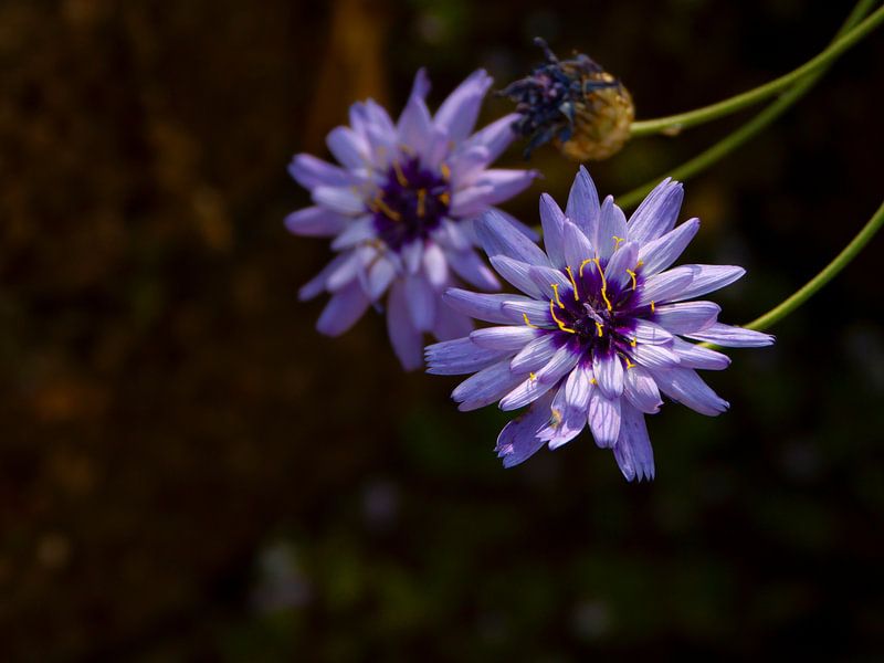 Purple flowers above the shade by DafnePhoto