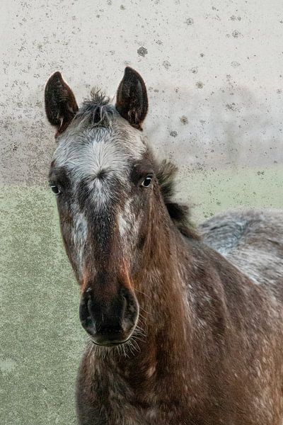 Horse in the meadow - Appaloosa by Marly De Kok