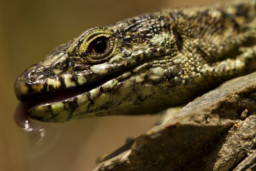Lizard close up in the sun by Paul Wendels