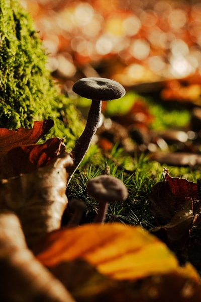 Mushroom in the forest by Sharonne Verkaik