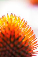 Sonnenhut in Flammen