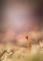 In een zee van licht