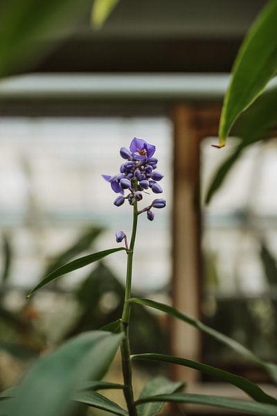 Purple flower | Moody botanical garden by Leathitia Zegwaard