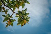 De bladeren naast het strand - Koh Racha, Phuket