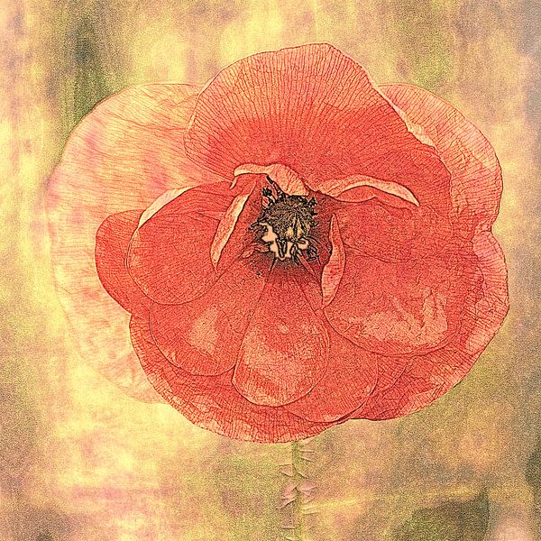 coquelicot en rouge (édité) par Yvonne Blokland