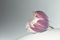 Spanische Gänseblümchen