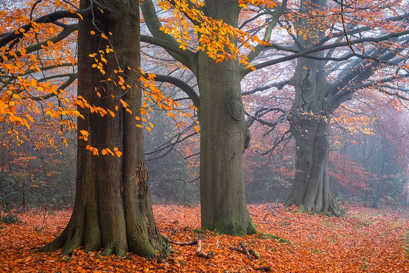 Orangefarbene Ornamente von Tvurk Photography