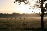 Zonnestralen schijnen op grazende koeien