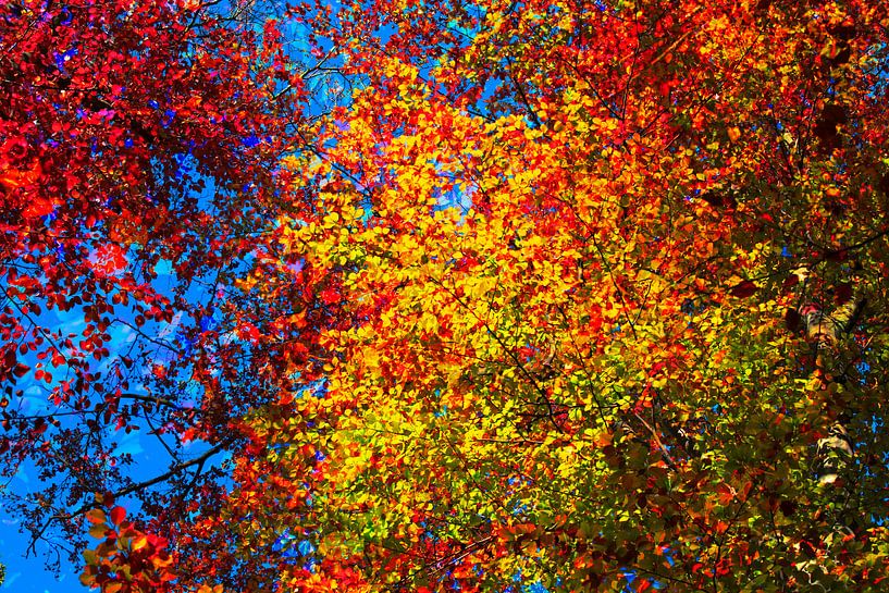 Golden October by Thomas Jäger