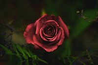The Hidden Life of a Rose