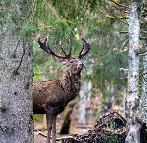 Cerf par Hans-Bernd Lichtblau