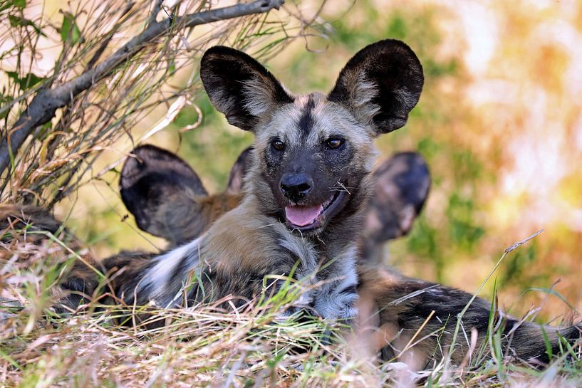 Chien sauvage dans le parc national Kruger en Afrique du Sud par WiWo