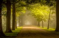 Nebliger Sonnenaufgang in Apeldoorn