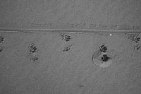 paw prints in the sand