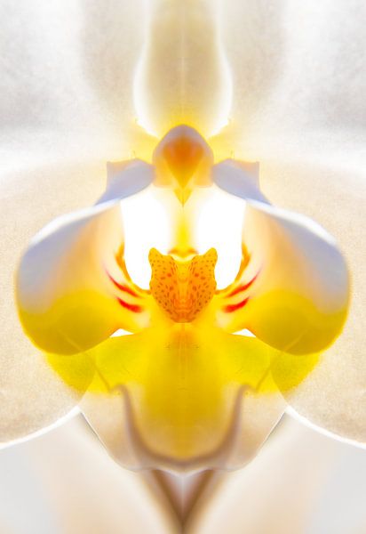 Orchidee, symmetrie van Nynke Altenburg