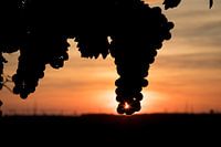 Weintraube vor Sonne