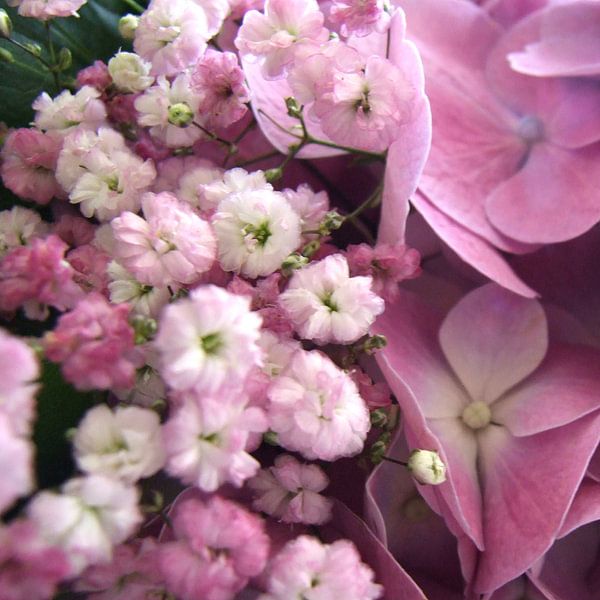 roze gipskruid en hortensia par Nicolet Reus